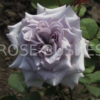 ��������� �����. Chateau Myrtille. (��, ����)